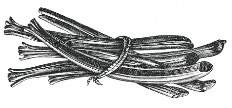 Ilustración de un atado de ruibarbo